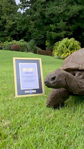 Né vers 1832, Jonathan, la tortue géante des Seychelles, est aujourd’hui l’animal terrestre le plus âgé du monde. Il a déjà dépassé de loin l’espérance de vie de son espèce et continue de se promener tranquillement sur l’île de Sainte-Hélène, dans l’Atlantique Sud