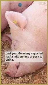 German pig farmers are thriving thanks to a surge in demand from China after exporting half a million tonnes of pork to the country last year. | CGTNEurope