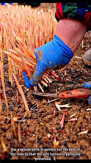 White Gold Extraction: Premium Asparagus Bud Harvesting Technique