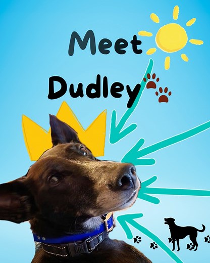 Every Finn Books Home Library purchase helps dogs like Dudley find their forever home. Find out more at [finnbooks.com] #finnbooks#beginningreaders#wheatenterrier#kindergarten#earlyliteracy#autographed | Finn Books | Facebook