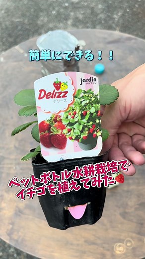 今回新たにペットボトル水耕栽培で、イチゴを植えました🍓 あんまり横に広がらなさそうな品種だったので、挑戦してみます👍 YouTubeにもアップしましたが、改めてペットボトル水耕栽培の作り方について爆速バージョンでアップさせていただきます🤣 良かったらみんなもやってみてね😆🌱 --------------------- #水耕栽培 #植物のある暮らし #果物 #家庭菜園 #ガーデニング #イチゴ #自給自足 #おすすめ #fyp
