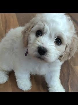 Cockapoo Facts - Cockapoo Info - Cockapoo Breeder - Cockapoo Puppies For Sale