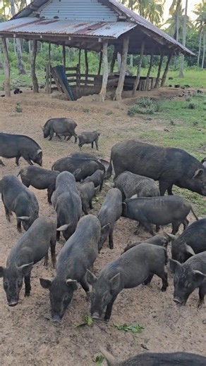Happy farm life with wild and free native pigs. #sibayislandcowboy #KARANCHO #nativepigfarming #NativePigs #livestockfarming | Ruben Janairo