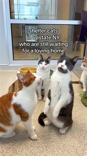 they’re all just waiting for someone to pick them 😭 these kitties are located at the susquehanna SPCA in cooperstown ny, and you can go to their website to inquire! you can also call them at (607) 547 - 8111 to ask more about a particular cat :) you do NOT have to live in new york state to adopt!! 🤍 #fyp #newyork #cattok #cats #catsoftiktok