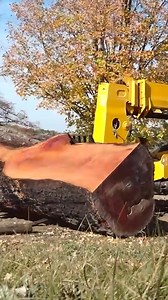 Can we save Iowa's biggest cherry tree? #Derecho #CedarRapids #CherryTree #UrbanLogging #Salvage #Woodworking #NatureRecovery #IowaStories #EcoRestoration #TreeRescue | Matt Cremona