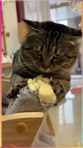 🚀🐾请带走这份治愈。癒やしを持ち帰って。힐링을 가져가세요. Take this healing. 🐈 #cat #shorts #cute #kitten #catmemes #貓咪日常