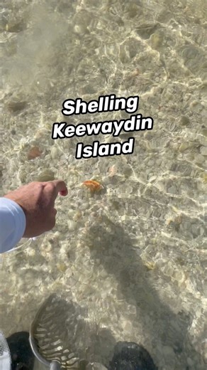 Every Sand Dollar Shelling trip feels like the perfect Florida day — sunshine, shells, and great company on the water. 🌴🤙🏼🫶🏼 Sand Dollar Shelling, Boat and Tiki Tours | Florida Shelling Fanatics