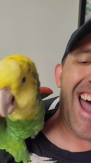 Hilarious Parrot Compilation: Laughing, Talking, and Having Fun