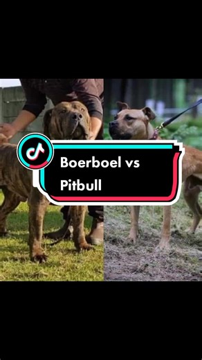 Boerboel vs Pitbull Terrier: A Comparative Analysis