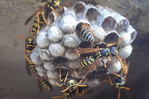 Hornets, Wasps, and Bees: Differences, Identification, and More