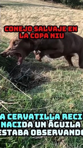 ¡Conejo Astuto Engaña a 3 Perros 🐇🐶 | Increíble Escape!##vida silvestre #corto