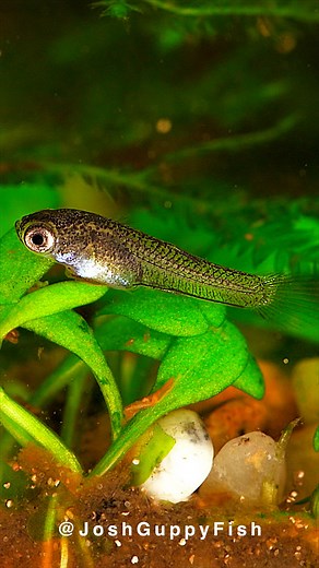 Josh Guppy Fish on Instagram: "🐟 Have YOU ever seen guppies give birth? 💬 Where do your baby fish like to hide? Java Moss, floating plants, the filter box? Tell me your wildest fish breeding story in the comments — I’m all ears! #Aquarium #Guppy #Birth"