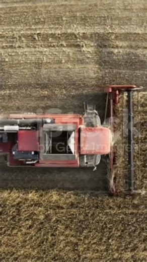 Harvest of rapeseed field. Agriculture and biofuel production theme.