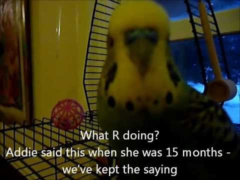 Disco the Talking Parakeet