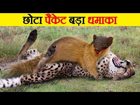 Martens के दिल दहला देने वाले हमले | Brutal moments of martens hunting their prey | Marten attacks
