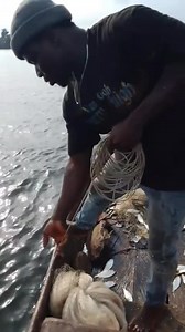 46K views · 551 reactions | HOW WE USE TROTTING NET TO CATCH BONGA (IKIKA) #viralvideoシ #everyonefollowers | Ijaw ENT World | Facebook