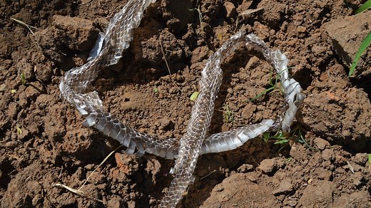 Top 10 Signs Snakes Are in Your Yard—And How to Get Rid of Them — Best Life