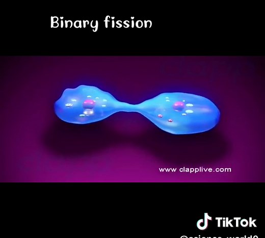Amoeba Reproduction: Binary Fission Explained