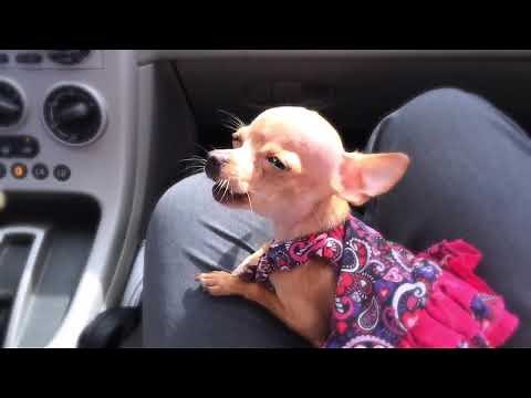 Beanie the singing chihuahua