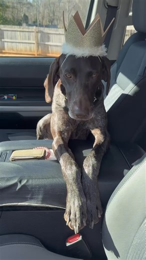 Justin Floyd on Instagram: "Happy birthday Nelli! 🎊 • • • Today we are driving around town to see what birthday activities we can get into. Can’t believe sweet Bean turned 4 today! If you’ve been following us for a while you might have seen when I first got her! . . #dogs #birthday #pupcup #dogtoys #gsp #puppy #outdoors"