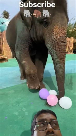 the elephant is popping balloons 🐘🦣🐘#elephant #animals #popping#balloons#viral#viral video#shorts