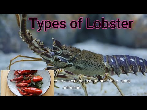 Types of Lobster