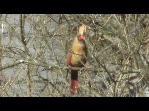 Female cardinal singing