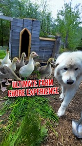 89K views · 2.3K reactions | Gentle Rescue: Helping a Gosling Hatch Safely #farm #hatching #goslings | Gold Shaw Farm | Facebook