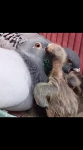 13K views · 238 reactions | Shovon's Homing Pigeon | Sami Loft & FarmHouse | Facebook