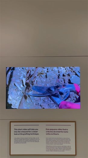 The Best Wine Museum in the World is in Porto! 🍇🍷 If you're a wine lover, you can't miss the Wine Experience Museum! Discover the history of wine, learn about unique grape varieties, and enjoy an exclusive tasting at the end. Experience the flavors of Portugal and find your favorite wine! | WOW Porto