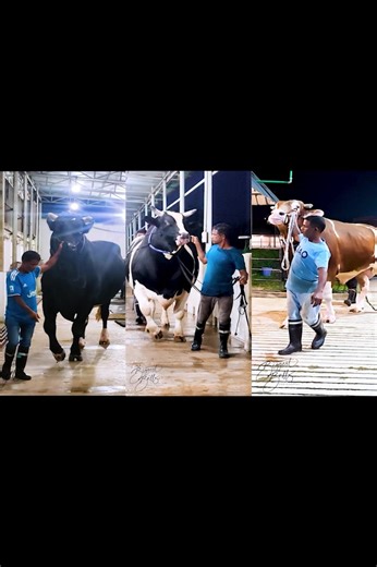 259K views · 2.1K reactions | Holstein bulls from Brownie's Ranch | Biggest Bulls Photography | Facebook