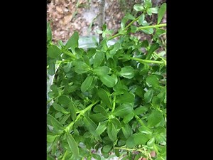EatTheWeeds: Episode 149: Bacopa monnieri aka Water Hyssop