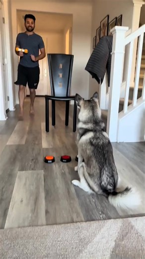 Sapphie’s honest review of her new toy 😂😂😂😂 #funnydog #toyreview #dogs #fyp | Sapphrietheipomsky