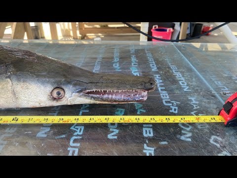 Filleting and Cleaning a Alligator Gar.
