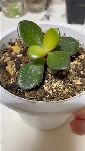 【花月】金のなる木🪴葉挿しから大きく成長しました✨
