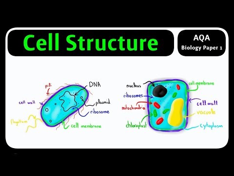 GCSE Biology AQA - Cell Structure | Organelles and Functions [2026 exams]