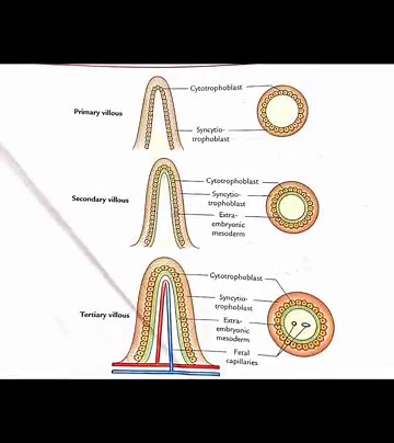 Development of chorionic villi