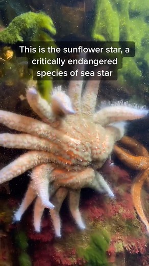 Sunflower Starfish: The Fight Against Sea Star Wasting Disease