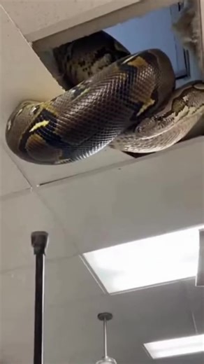 When your ceiling turns into a python nightmare 🐍😱
