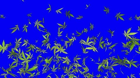 clip-3979656239-cannabis-explosion-animation-green-marijuana-leaves ...