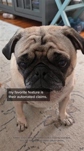 Your pet's health is important. Protect them for the future with free pet insurance. Included with the no fee Nibbles card. Nibbles is not a bank. The Nibbles Card is issued by Lead Bank. Fees and T&C apply. Eligibility rules apply. | Nibbles Pet Credit Card