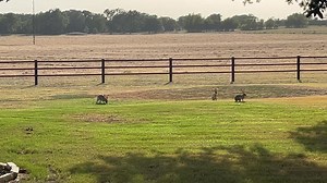 Love watching these Jackrabbit’s playing in the backyard….#jackrabbit #texas #rabbit | JDH Iron Designs