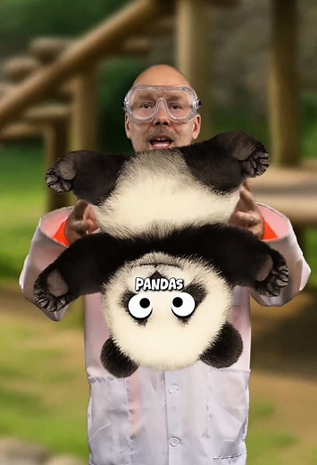 Pandas #science #stem | panda