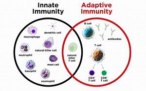 【固有免疫】Introduction to Innate Immunity