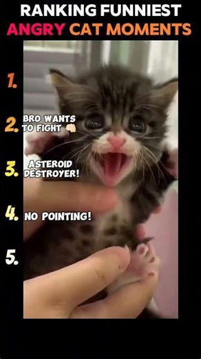 Ranking Funniest Angry Cat Moments