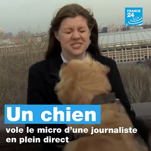 Les aléas du direct ! En #Russie 🇷🇺, une journaliste présentant la météo à Moscou s'est fait voler son micro... par un chien | FRANCE 24