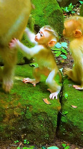 Little Lily Wants to Carry Baby Jaycee! 🥰🐒 | Angkor Forest