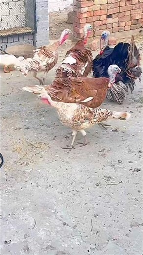 ‪@shehryarsworld‬ #vlog #trending