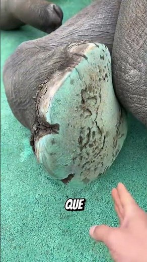 ¿Por qué los elefantes necesitan que les laven los pies todos los días? #animales #curiosidades