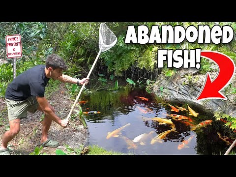 RESCUING KOI FISH From An ABANDONED POND For My POND!!